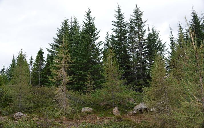 Fallegt er um að litast  í Tinnuskógi